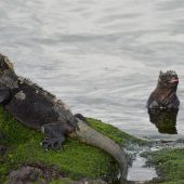  Galapagos